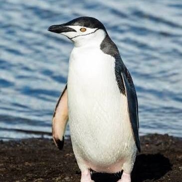 alexisrahmah's profile picture. never surrender
god always here

make a dream 
and 
always do the best