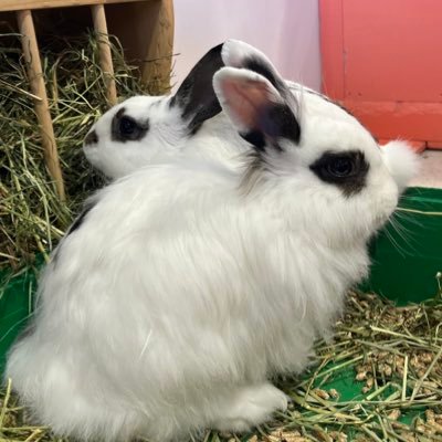 saje_leon's profile picture. 