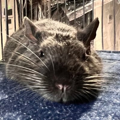 chachachaccc's profile picture. ディズニーとゲームと刺繍が好きなミニヲタなデグー飼い初心者🔰 🐀おはぎ ♂(🎂2024/12/28 バイオレットデグー 🏠お迎え日:2025/3/28)