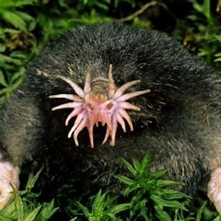 mole boy
he/she, bi, 19, i like creatures and spooky things
@gabsbshp's oomf
CARRD: https://t.co/DlPI3SBUvm
