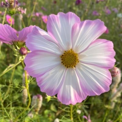空やお花の写真撮るのが好きです💐*·̩͙𓈒𓂂𓏸可愛い物、音楽🎶アイコンかえがち。 普段は鍵付き。無言フォローすみません。DMは見ていません。 #予期不安 #不安障害 #HSP