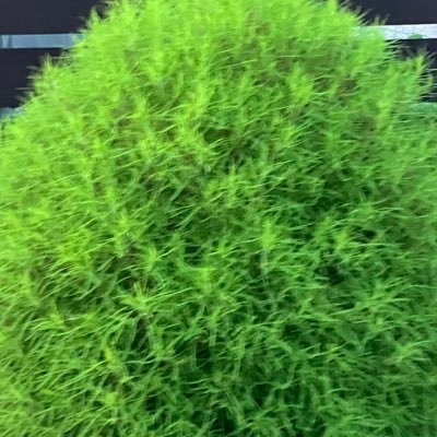 ImXWCvdmHb39518's profile picture. 