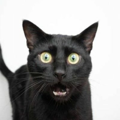 zankowog's profile picture. 21 | 90% oc artist | fanart tag: #zwfa | puppygirls dni