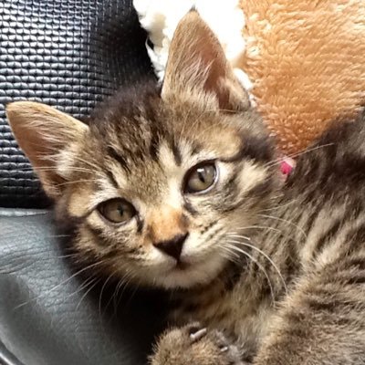 MemorylaneRi's profile picture. 日本が大好き💕日本人で良かった😃