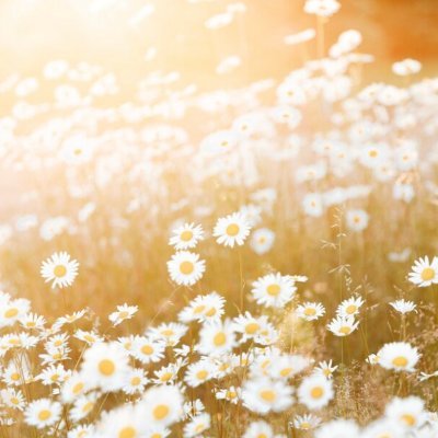 daiseyqueen662's profile picture. lover of truth, searching for answers