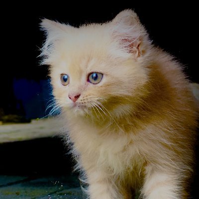 Moeh_saddam's profile picture. Akun gratisan isinya tulang bukan daging | @SoundnessLabs |
@irys_xyz 
REFLECTED