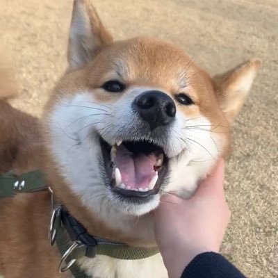 柴犬こん (@mikan1578) / Posts / X