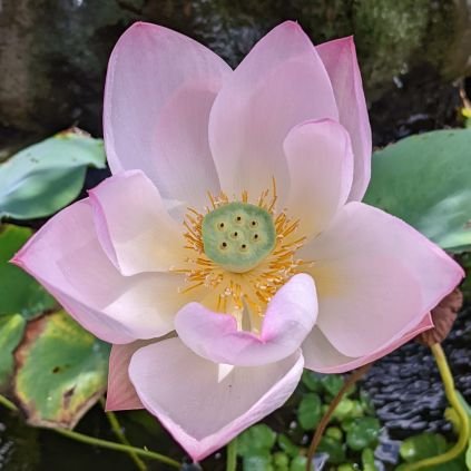 iro_ro1ro's profile picture. 前垢凍結のため作り直しました 謎解き記録用