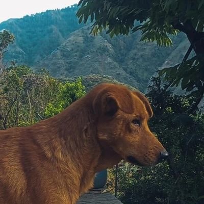 lazydude Profile