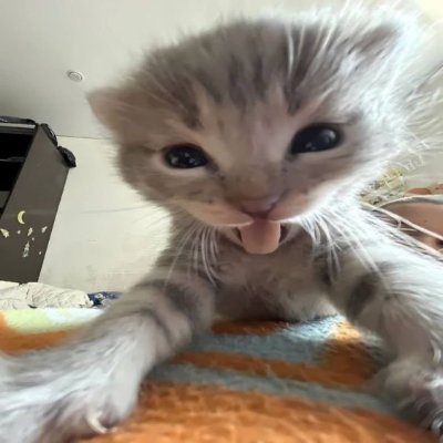 Hi I'm poopyfarts pizza time
I like silly cats and horror games meme
NSFW bots ai dni