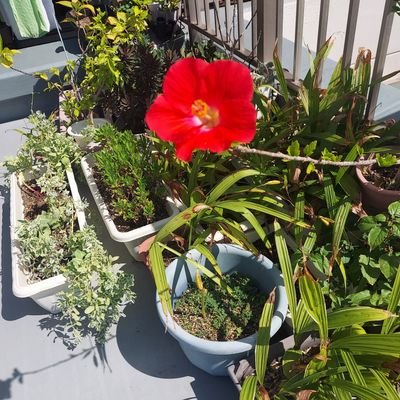 asaiseikou1's profile picture. 定年退職ボチボチ人生