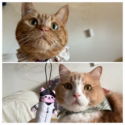 satomi.suzu.rin (@s6318a) / Posts / X