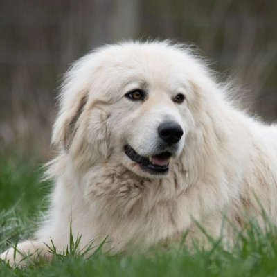 👉 Welcome to @greatpyrenees2
🐕 We share daily #greatpyrenees Contents
🐾 Follow us if you really love Great Pyrenees
