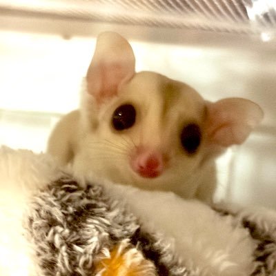 fwatlie's profile picture. 2025/9/25 フクロモモンガ フワリ♀飼い始めました！ 2025 7月脱嚢 情報交換、知識をつけるため無言フォローすみません🙇