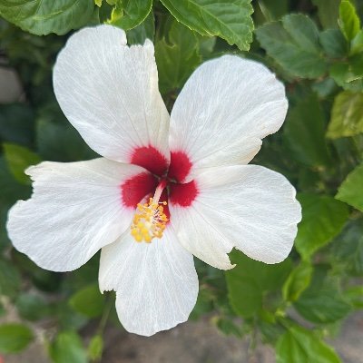 Popurisubbarao6's profile picture. TDP