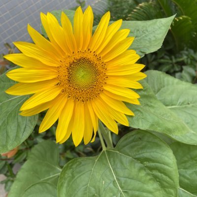 bZaicortes's profile picture. 一緒に美味しいものを食べましょう🎈旅行もあります🎀日本語が下手です♥よろしくお願いします。😇😺😸