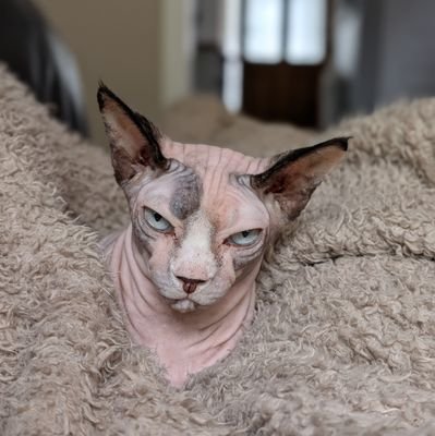 Deanc131's profile picture. mildly xenophobic racist cat, apparently