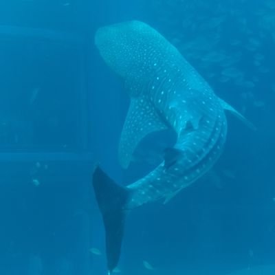息子は中高一貫校中3
スポーツ部(週5〜6)、大学受験2029
娘小4はスポーツガチ勢
こちらは勉強仕込みなし偏差値底辺W2028
鍵アカさんは相互で宜しく。
アマゾンアソシエイト、楽天アフィリエイト参加中。