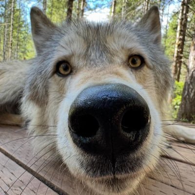 DiederichWu's profile picture. 20 | UNSW🇦🇺｜Engineering🔧 | Gay🏳️‍🌈 | 💗Furry🐾 ｜Sub | Car lover🚗 ｜Single