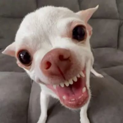 fguichoux's profile picture. 