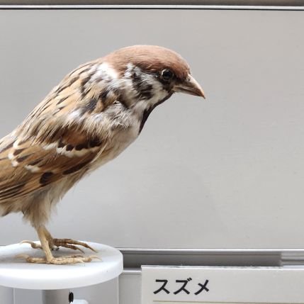 すずめちゅんちゅんさんのプロフィール画像