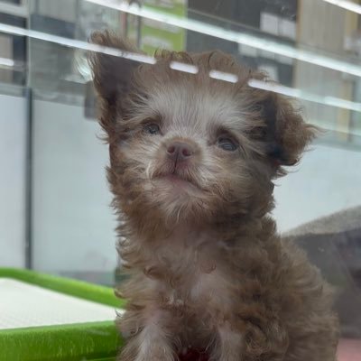 robinandog's profile picture. 