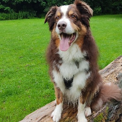 💖🐕Ich bin der Seelenbruder 💕🐕 von 🌈@Dexter06082013 🌈 RedTri-Aussie 💓 Geboren am 27.10.17.
Martina schreibt Bücher auch Backbücher für Hunde📙 auf Amazon