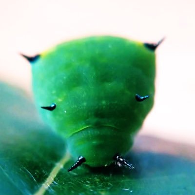 動物🐤植物🌸虫🐛など自然系をつぶやきます / アイコンはアオスジアゲハのイモムシ、通称おじさん( ´灬` )