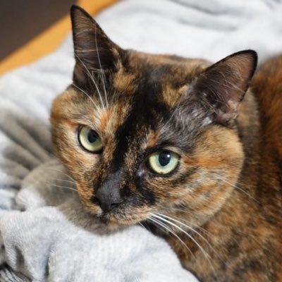 mitsuoyoyura's profile picture. みっちー/みつお/superfly/コンパス/ポケモン/本山→川崎→浦賀