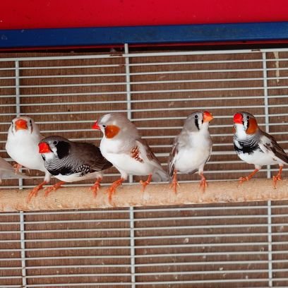 関西某所で飼い主様のご家族様が重篤な病気になった為に飼育継続が困難になり、レスキューが必要なことり達の為に立ち上げた、レスキュー終了までの期間限定アカウントです。