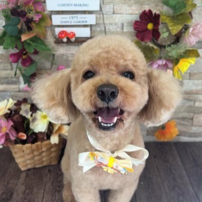 5U2Zpsf58835601's profile picture. 2018年4月25日生トイプ♀そら🐶/St. Paul’s（1979年立教中学-1989年立教大学）/1987税理士（簿財）1988（相）1989（法所消）/1992公認会計士二次/1996公認会計士三次/2003公認情報システム監査人（CISA）