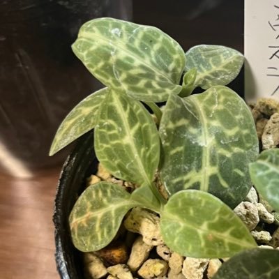 mt_reptile's profile picture. 07 高坊 勉強 両爬 テラ 農学部志望