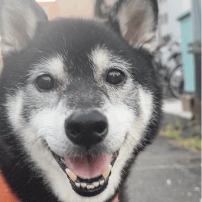 CunPc6SDGK53471's profile picture. こちらは まー @Rusty1128Maのリポスト専用垢になります！ いつも楽しく交流してくださってありがとう！