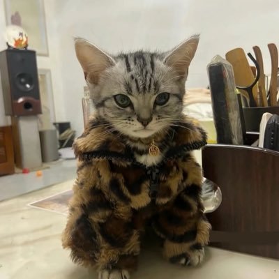 imnotgsstone's profile picture. 