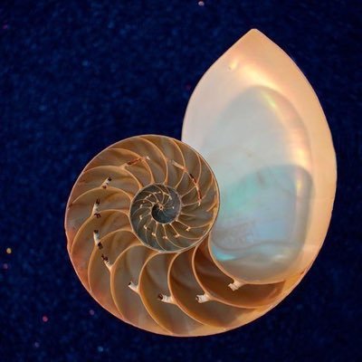 Chris_PureGamma's profile picture. Exclusive investment, trading, sharing views, high risk appetite is not suitable for all people. # e/acc