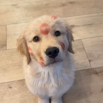 myfav2bliss's profile picture. แง่ม แง่ม บุ๊ก บุ๊ก บ๊อก บ๊อก แบ๊ก แบ๊ก