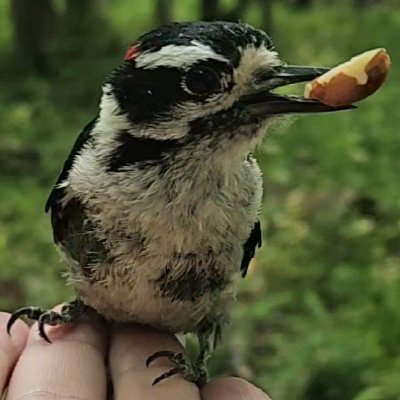 birds, nature, peace, breathwork, photography, educational, relaxing