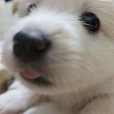 SS2Lwhyrano's profile picture. 좆됐다