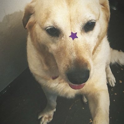 VioleVb's profile picture. Opinionated ∞ 💜💚 proud dog mom🐾🐶 32 otoños 🍂 ✨