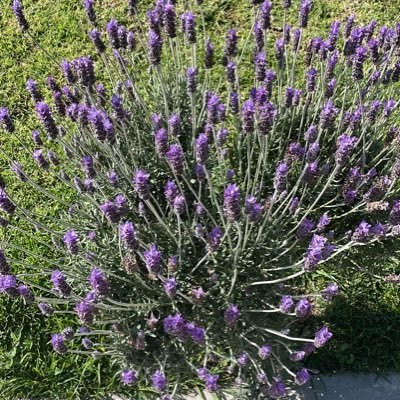 a_cabrera_r's profile picture. Doctorante, Mtro en Admon, LC, fiscalista,ex candidato a CPC SNA; esposo y padre de 2 hijos maravillosos; cachirul de la sub-60 😂; tuits a título personal