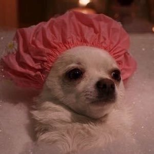 catwomain's profile picture. 