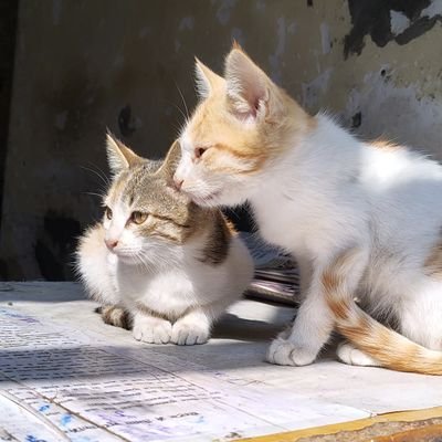 konhumai_'s profile picture. KMC(DU)•JNU•Historian•Cinephile
Memes•Movies•Politics, History•Sports

#srkfan #kohalipaglu