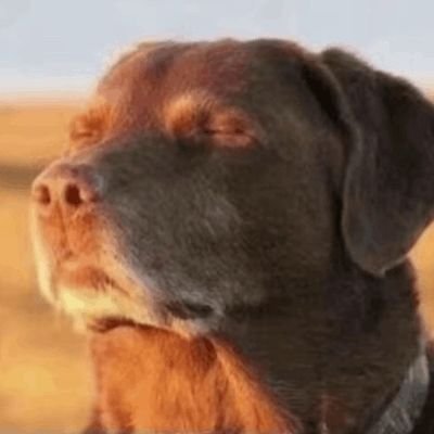 FireFox633's profile picture. 