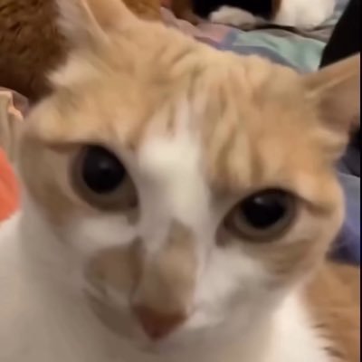 simon_jossue's profile picture. 