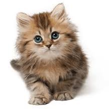 yandexkedi2's profile picture. mi