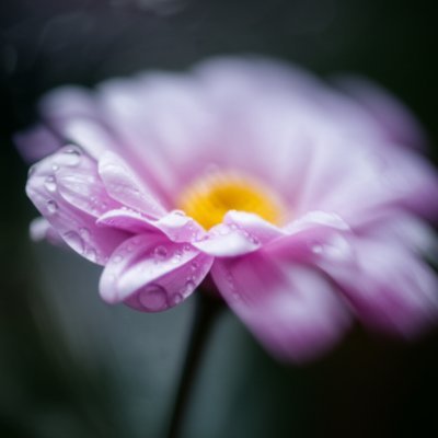 DarkVoyager79's profile picture. 地方の道をバイクで駆け巡り荷物を届ける日々。オフは山でテント張って星見。ロック音楽とコメディ動画にハマり中。サイン集めは趣味のひとつ。歌は意外な選曲で熱唱。支部長としてみんなの輪を広げたい！