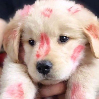 🔞DaiHornyPuppy🇻🇪さんのプロフィール画像