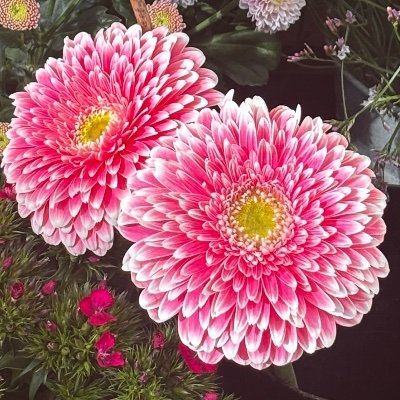 Bibipkade's profile picture. 