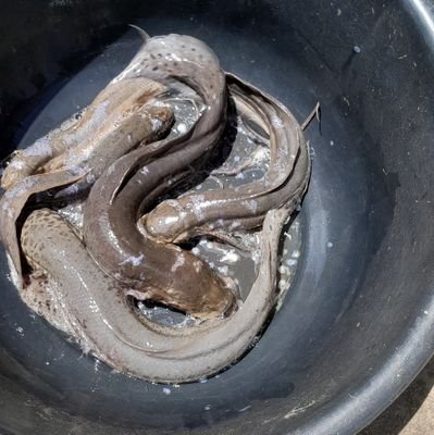 Reemydgr8's profile picture. local MECHANICAL ENGINEER