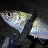 metchatsuriyane's profile picture. 大阪南港、貝塚人工島あたりで釣りします。 カワハギの肝醤油でハマチを食べるのが大好きだったりします。 釣り好きさんをは無言フォローする時があります😊 2020年8月31日Twitter開設